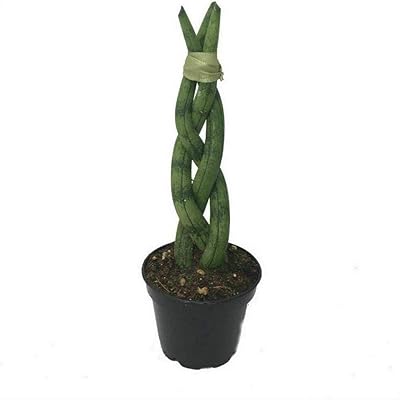 Extremely Hardy House Plant Dragon Fingers 2 Zambia | Ubuy