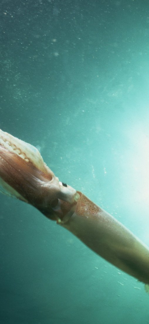 PeelitStickit Underwater, Undersea Wall Murals, ID-144, vinyl