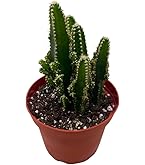 Amazon.com : Fat Plants San Diego Large Cactus Plant(s) (4