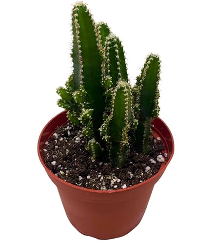 Milk‐tree♡ Amazon.com : Royal Red African Milk Tree - Euphorbia trigona - 2.5