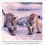 Image de Le Tour Du Monde: Bebes Animaux (French Edition)