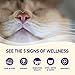 Wellness Natural Pet Food Complete Health Grain Free Dry Indoor Salmon & Herring Cat Food, 5.5 lb