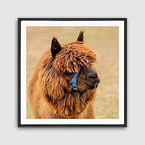 Framed Canvas Wall Art Alpaca Canvas Prints Home Artwork Decoration for Living Room,Bedroom - 16x16 inches