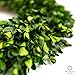 Olive Branch Home Preserved Boxwood Wreath With Gift Box, Large Indoor Year Round Green Wreath (20 Inch Round)