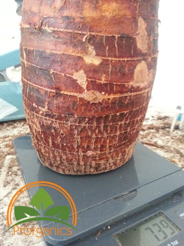 2 Pounds of Malanga Xanthosoma Lila by Prorganics - Thumbnail 2