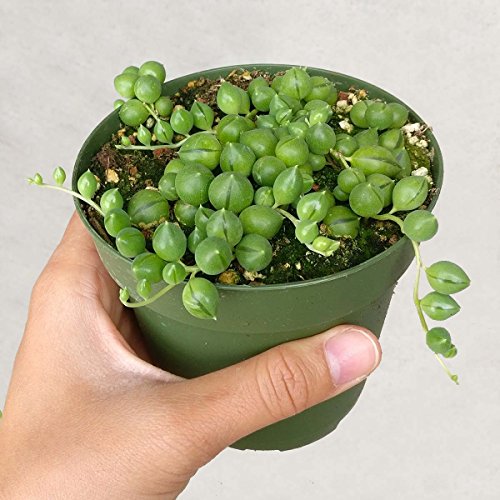 DH7 Enterprise (4 inch) Succulents String of Pearl