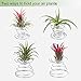 Air Plant Holder,3 Pack Stainless Steel Air Plant Holder Container Tabletop Stand Vase Pot for Hanging Air Plant Small Tillandsia Mini Cactus Faux Plants Indoor Wall Home Decor
