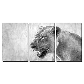 3 Piece Canvas Wall Art - Black and White Image of an African Lion - Modern Home Art Stretched and Framed Ready to Hang - 16"x24"x3 Panels