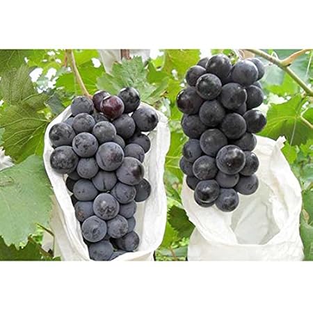 Creative Farmer Bonsai Suitable Fruit Seeds Imported Green Grapes Sweet And Delicious Fruit Seeds For Kitchen Garden Kitchen Garden Bonsai Suitable Fruit Seeds Pack