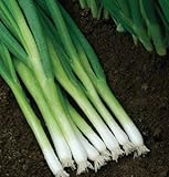 David's Garden Seeds Bunching Onion Evergreen Hardy White D502A (White) 500 Organic Seeds