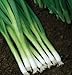 David's Garden Seeds Bunching Onion Evergreen Hardy White D502A (White) 500 Organic Seeds