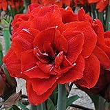 Amaryllis Bulb, Hippeastrum Bulb, It is The Bulb, Not The Hippeastrum Seed - 1 Pcs/Bag