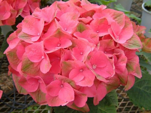 Amazon Co Jp 送料無料 送料無料 13母の日ギフト予約 西洋アジサイ ハイドランジア 長崎の恋 ながさきのこい 5号鉢植え 長崎直送便 ホーム キッチン