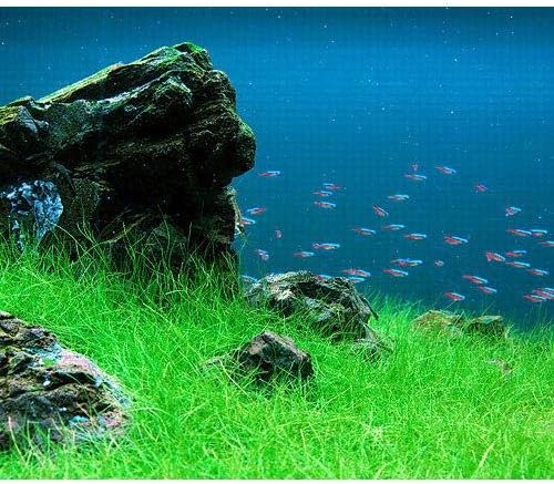 Amazon 水草 ヘアーグラス ショート 水上葉 無農薬 １束分 北海道航空便要保温 Charm チャーム 生体水草 通販