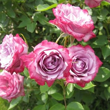 Amazon ミニバラ ブルーオベーション新苗 ラベンダー色の四季咲きミニバラ Diy 工具 ガーデン