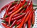Long Thin Cayenne Pepper Plants - Hot! - 4 Plants