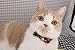 Necoichi Kimono Bow Tie Cat Collar (Purple)