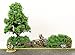 War World Gaming Battle Bocage Kit 2-28mm Heroic Scale Wargaming Terrain Model Diorama Scenery Wargame WW2 Tabletop Battle Normandy France WWII Hedgerow