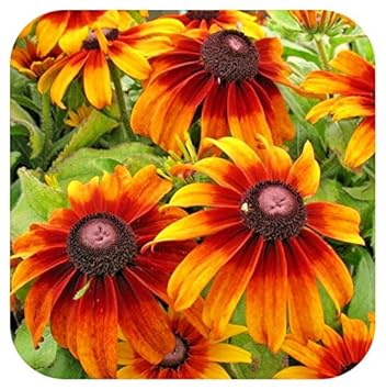 Pack X6 Echinacea Purpurea Primadonna Deep Rose Perennial Plug
