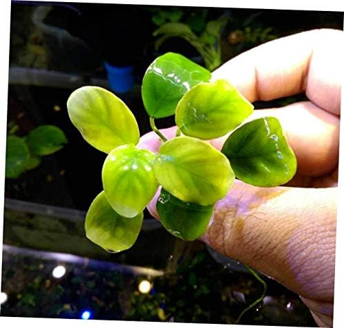 LEY Live Aquarium Plant Anubias Nana Golden Rhizome Easy - RK94