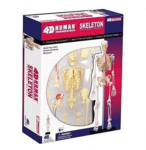 4D Puzzle Skeleton Human Anatomy Series 3D Model NEW