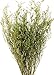 Green Floral Crafts Curly Willow Branches (Brown, 3-4 Feet)