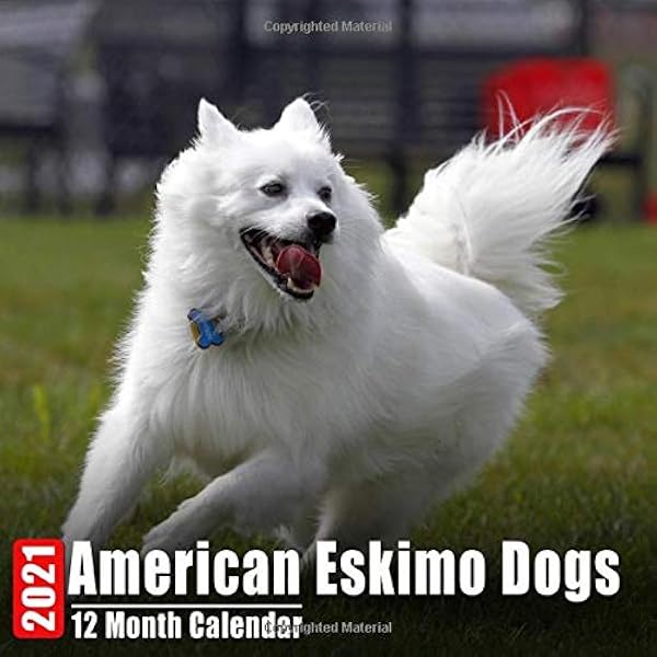 american eskimo dog cute dogs