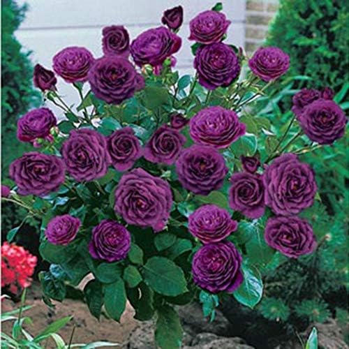 Idomeo Perennial Bonsai Mini Rose Tree Seeds Bonsai Plant Seeds Trees
