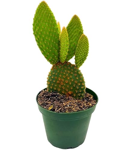 calathea insigne pflege Goeppertia Insignis main image 1