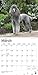 Poodles 2020 12 x 12 Inch Monthly Square Wall Calendar with Foil Stamped Cover, Animals Dog Breeds