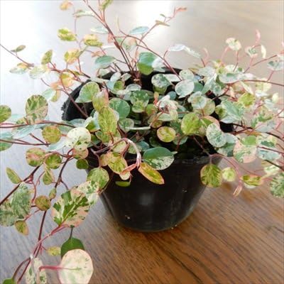 Amazon ちょっと珍しい 斑入りワイヤープランツ スポットライト 観葉植物 オンライン通販