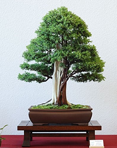 Creative Farmer Bonsai Suitable Plant Juniperus Communis - Common Juniper Bonsai Suitable Seeds (Pack Of 5) For Home Depot-