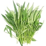 Aquatica Garden Vegetable Green Organic Chinese Seeds 20g(300PCS) for Planting Outside Door for Cooking Dish Soup Taste Good Delicious (5G Jicama/Yam Bean Seeds for Gift)