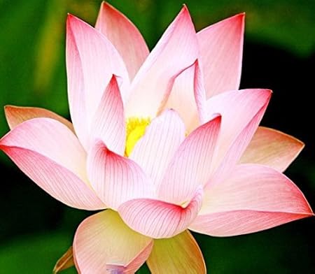Amazon Com Solution Seeds Farm Hierloom Emilia Pink Lotus Flower Nelumbo Nucifera 2 Seeds Garden Outdoor