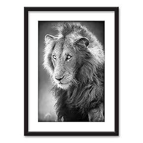 Framed Male Lion in Black and White Black...
