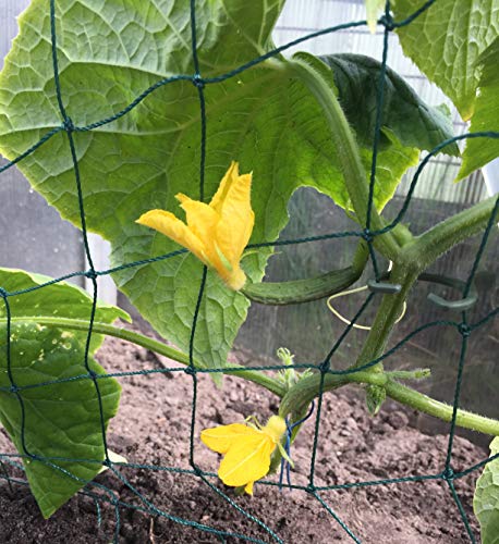 Ranknetz für Gurken Kletterhilfe - 3 x 2m stabile Form Rankhilfe Kletterpflanzen Gurkenrankhilfe Gurkenranknetz