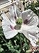 Afghan Blue Organic Poppy Seeds 3 Full Pounds