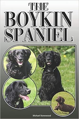 cocker spaniel boykin spaniel