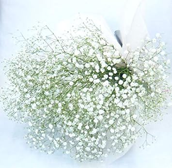 Amazon カスミソウの花束 花言葉は 清らかな心 無邪気 親切 幸福 花束 オンライン通販