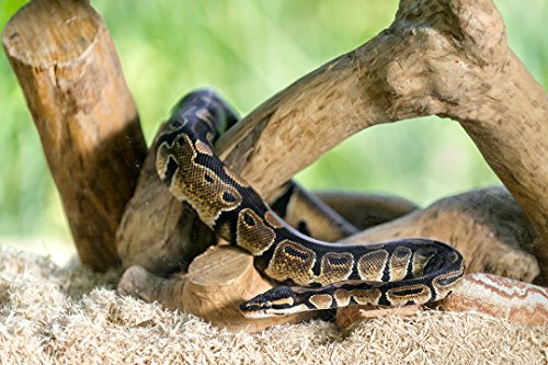 3 Galapagos+05064+Shavings+Bedding+8+Quart