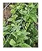 David's Garden Seeds Leafy Greens Spinach Green Malabar SL2438 (Green) 200 Open Pollinated Seeds