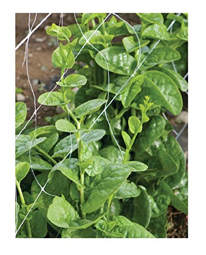 David's Garden Seeds Leafy Greens Spinach Green Malabar SL2438 (Green) 200 Open Pollinated Seeds