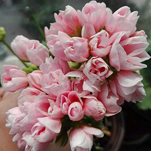 Gfone 10pcs Geranium Seeds Pelargonium Hortorum Flower Seeds Perennial Flowers Garden Potted Plants
