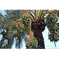 HeirloomSupplySuccess Super Jumbo Medjool Date Fruiting Palm Tree Seeds, 5 Count