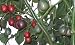 Tree Tomato, Tamarillo, Exotical Fruits, Slightly Hardy, Fast Growing