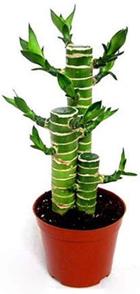 Infgreate-Lucky Bamboo，Indoor Bonsai for Feng Shui，20Pcs Dracaena Sanderiana Luck Bamboo Seeds Ornamental Plant Garden Bonsai Decor
