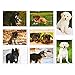 BEST PAPER GREETINGS 40 Pack Puppy Dog Postcards Bulk Set - All Occasion Assorted Blank Post Cards Greeting Bulk Box Set - 4 x 6 Inches Pet Postcards