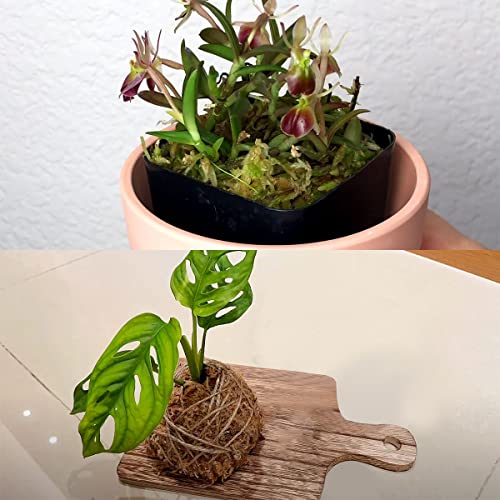 Shinamy 18 Quart Premium Natural Long Fiber Sphagnum Moss for Orchid