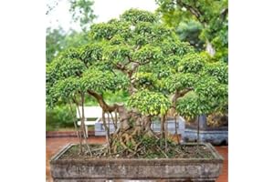 Banyan Tree Seeds (Ficus benghalensis) (30 Seeds) Grow Your Own Bonsai Tree, Perfect for Bonsai Beginners and Enthusiasts