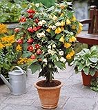 Abutilon Flowering Maple Seeds Indoor Perennial Red